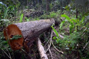 Foto: Vinicius Mendonça / Ibama